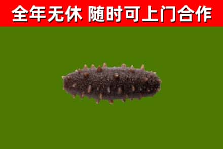 攸县烟酒回收干海参.jpg